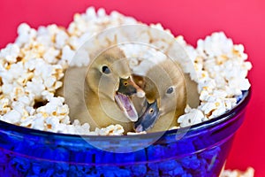 Two cute baby ducklings nestled in a bowl of popcorn with one quacking