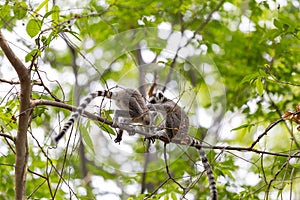Two cute baby lemurs playing together on a branch tree in Madagascar