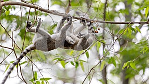 Two cute baby lemurs playing together on a branch tree in Madagascar