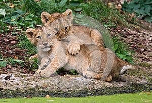 Two cute baby lions