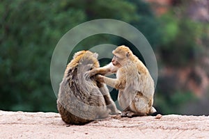 Two cute barbary macaques magot