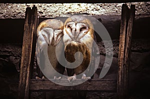 Two cute barn owls together