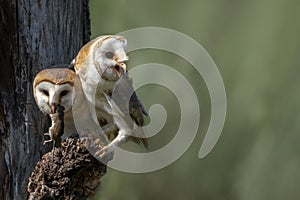Two Cute and Beautiful Barn owls Tyto alba with a prey sitting on a tree stump. Blurry green background. Noord Brabant in the Ne photo
