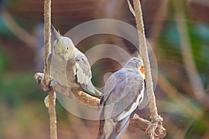 Two Cute Beautiful Cockatiel Bird Sitting On The Hanging Swing