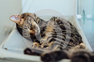 Two cute bengal cat laying on the cat& x27;s window bed and relaxing.