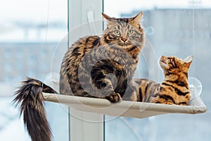 Two cute bengal cats gold and chorocoal color laying on the cat`s window bed and relaxing