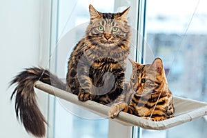 Two cute bengal cats gold and chorocoal color laying on the cat`s window bed and relaxing