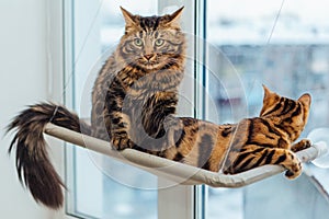 Two cute bengal cats gold and chorocoal color laying on the cat`s window bed and relaxing