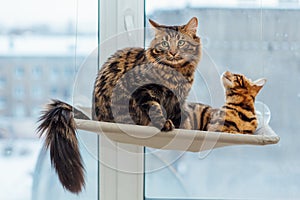 Two cute bengal cats gold and chorocoal color laying on the cat& x27;s window bed and relaxing.