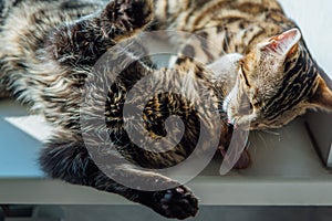 Two cute bengal cats laying on windowsill and washing each other