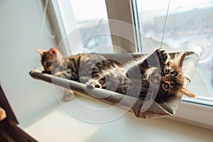 Two cute bengal kittens gold and chorocoal color laying on the cat`s window bed byting a strap