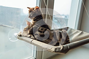 Two cute bengal kittens gold and chorocoal color laying on the cat`s window bed and huging