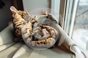 Two cute bengal kittens gold and chorocoal color laying on the cat`s window bed playing and fighting