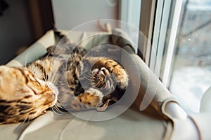 Two cute bengal kittens gold and chorocoal color laying on the cat`s window bed playing and fighting