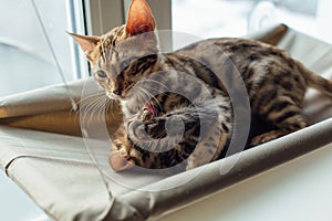 Two cute bengal kittens gold and chorocoal color laying on the cat`s window bed playing and fighting