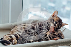 Two cute bengal kittens gold and chorocoal color laying on the cat`s window bed playing and fighting