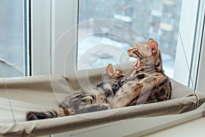 Two cute bengal kittens gold and chorocoal color laying on the cat`s window bed playing and fighting