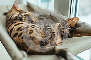 Two cute bengal kittens gold and chorocoal color laying on the cat`s window bed playing and fighting