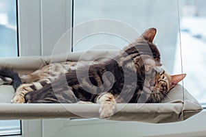 Two cute bengal kittens gold and chorocoal color laying on the cat`s window bed playing and fighting