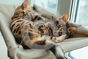 Two cute bengal kittens gold and chorocoal color laying on the cat`s window bed playing and fighting