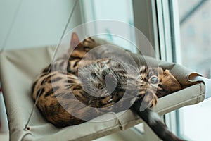 Two cute bengal kittens gold and chorocoal color laying on the cat`s window bed playing and fighting