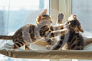 Two cute bengal kittens gold and chorocoal color laying on the cat`s window bed playing and fighting