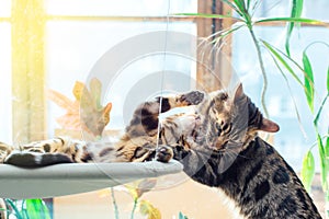 Two cute bengal kittens gold and chorocoal color laying on the cat`s window bed playing and fighting.