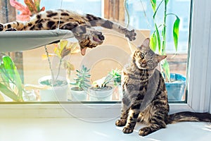 Two cute bengal kittens gold and chorocoal color laying on the cat`s window bed playing and fighting