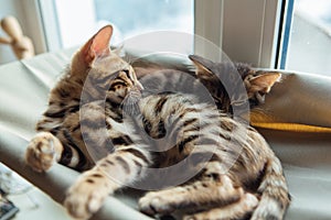 Two cute bengal kittens gold and chorocoal color laying on the cat`s window bed and relaxing