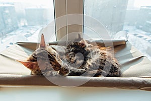 Two cute bengal kittens gold and chorocoal color laying on the cat`s window bed and relaxing