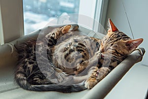Two cute bengal kittens gold and chorocoal color laying on the cat`s window bed and relaxing