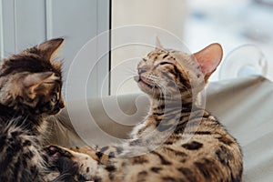 Two cute bengal kittens gold and chorocoal color laying on the cat`s window bed and relaxing