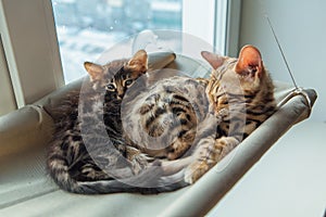 Two cute bengal kittens gold and chorocoal color laying on the cat`s window bed and relaxing