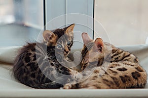 Two cute bengal kittens gold and chorocoal color laying on the cat`s window bed and relaxing