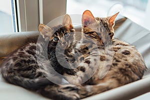 Two cute bengal kittens gold and chorocoal color laying on the cat`s window bed and relaxing