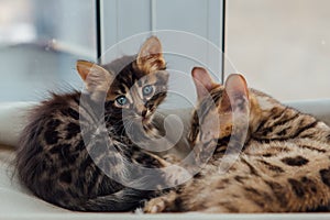 Two cute bengal kittens gold and chorocoal color laying on the cat`s window bed and relaxing