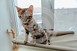 Two cute bengal kittens gold and chorocoal color laying on the cat`s window bed and relaxing