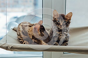 Two cute bengal kittens gold and chorocoal color laying on the cat`s window bed and relaxing