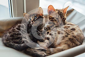 Two cute bengal kittens gold and chorocoal color laying on the cat`s window bed and relaxing