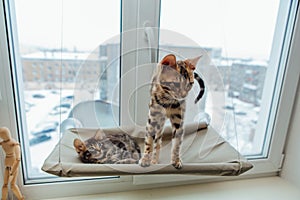 Two cute bengal kittens gold and chorocoal color laying on the cat`s window bed and relaxing