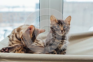 Two cute bengal kittens gold and chorocoal color laying on the cat`s window bed and relaxing