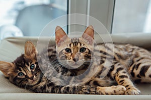 Two cute bengal kittens gold and chorocoal color laying on the cat`s window bed and relaxing