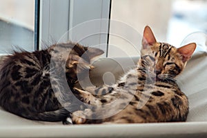 Two cute bengal kittens gold and chorocoal color laying on the cat`s window bed and relaxing.