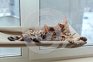 Two cute bengal kittens gold and chorocoal color laying on the cat`s window bed and relaxing