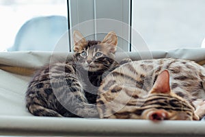 Two cute bengal kittens gold and chorocoal color laying on the cat`s window bed and relaxing