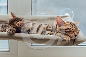 Two cute bengal kittens gold and chorocoal color laying on the cat`s window bed and relaxing