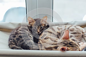 Two cute bengal kittens gold and chorocoal color laying on the cat`s window bed and relaxing