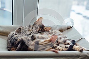 Two cute bengal kittens gold and chorocoal color laying on the cat`s window bed and relaxing