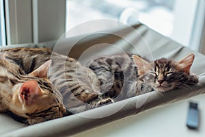 Two cute bengal kittens gold and chorocoal color laying on the cat`s window bed and relaxing