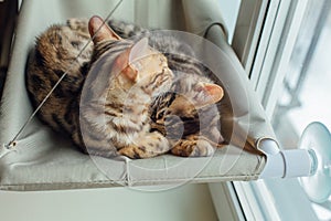 Two cute bengal kittens gold and chorocoal color laying on the cat`s window bed and relaxing